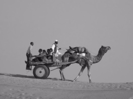 Desert Camel