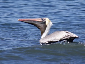Pelican, Nicaragua 